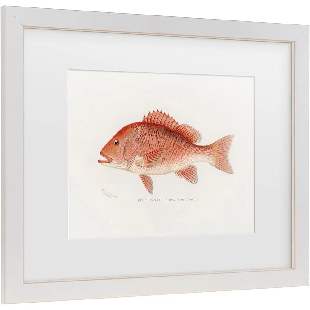 DUTRIEUX Framed Red Snapper Fish Giclee Canvas Wall Art