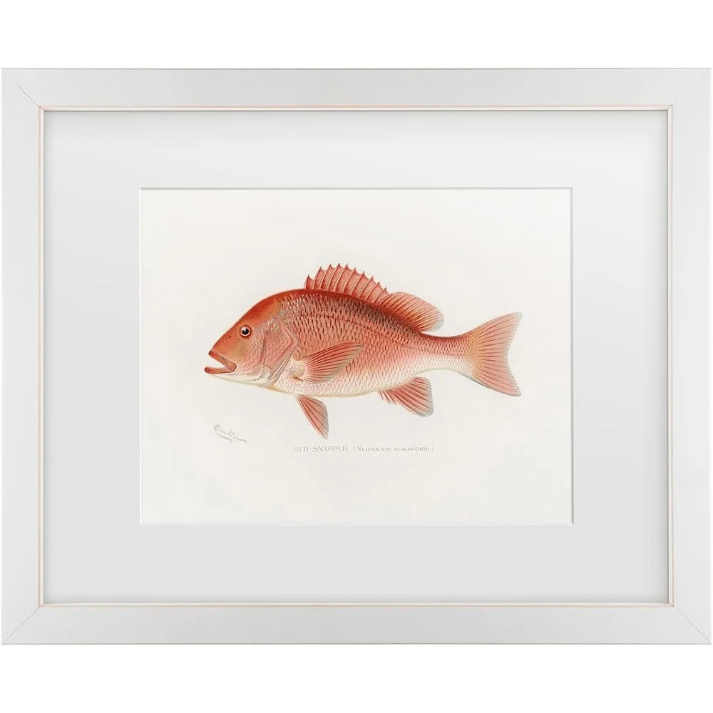 DUTRIEUX Framed Red Snapper Fish Giclee Canvas Wall Art
